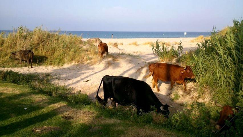 Ferreira Hostal Boutique Conil de la Frontera Kültér fotó